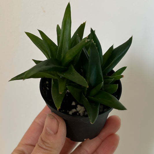 Aloe "Black Gem" 2.5”pot