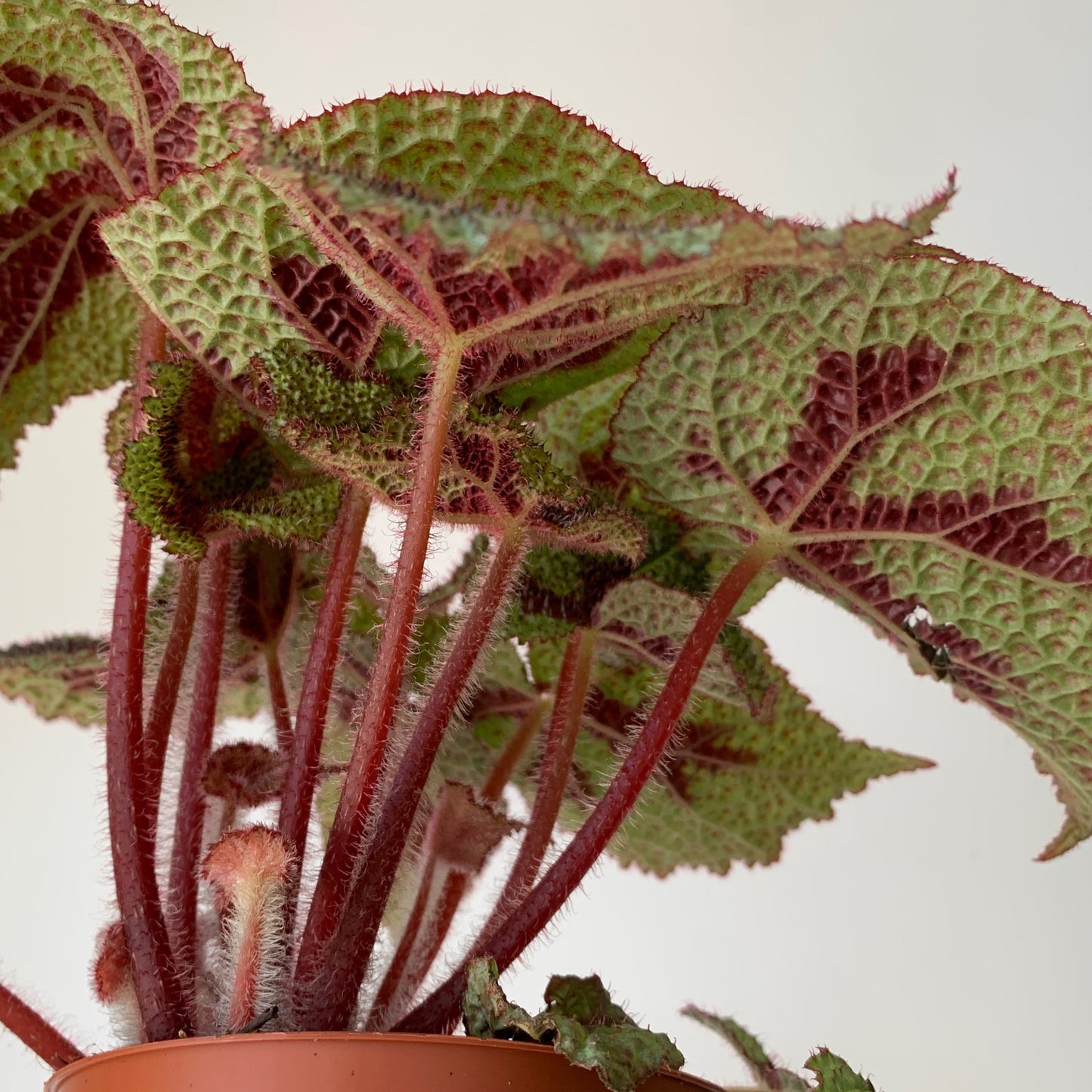 Begonia Masoniana"Iron Cross” 3.5”pot