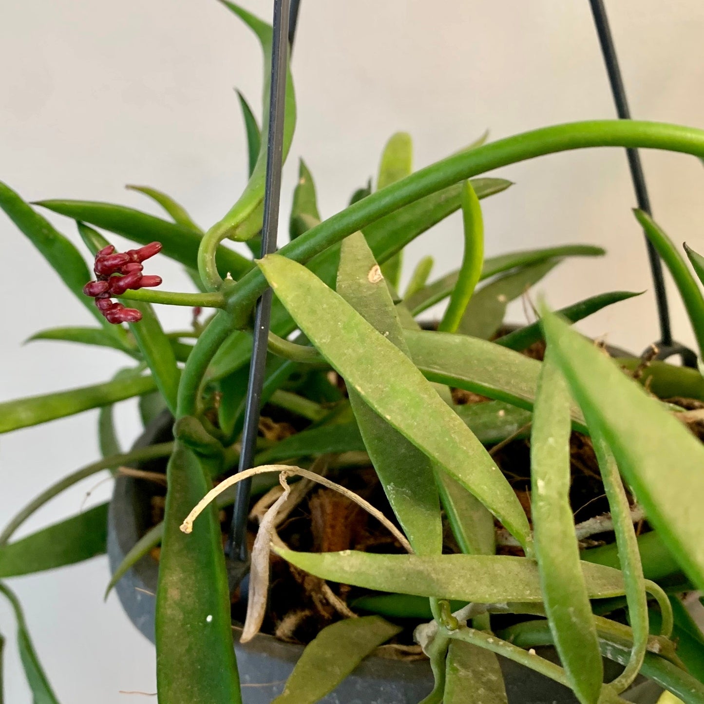 Dischidia Philippines 4.5” hanging basket