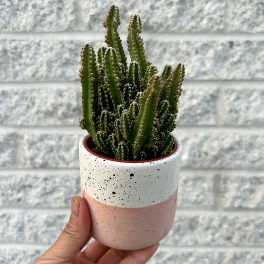 MILO Decorative Ceramic Pot 3”x3”