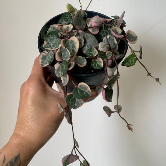 Variegated String of Hearts (Ceropegia woodii variegata) 3.5”pot