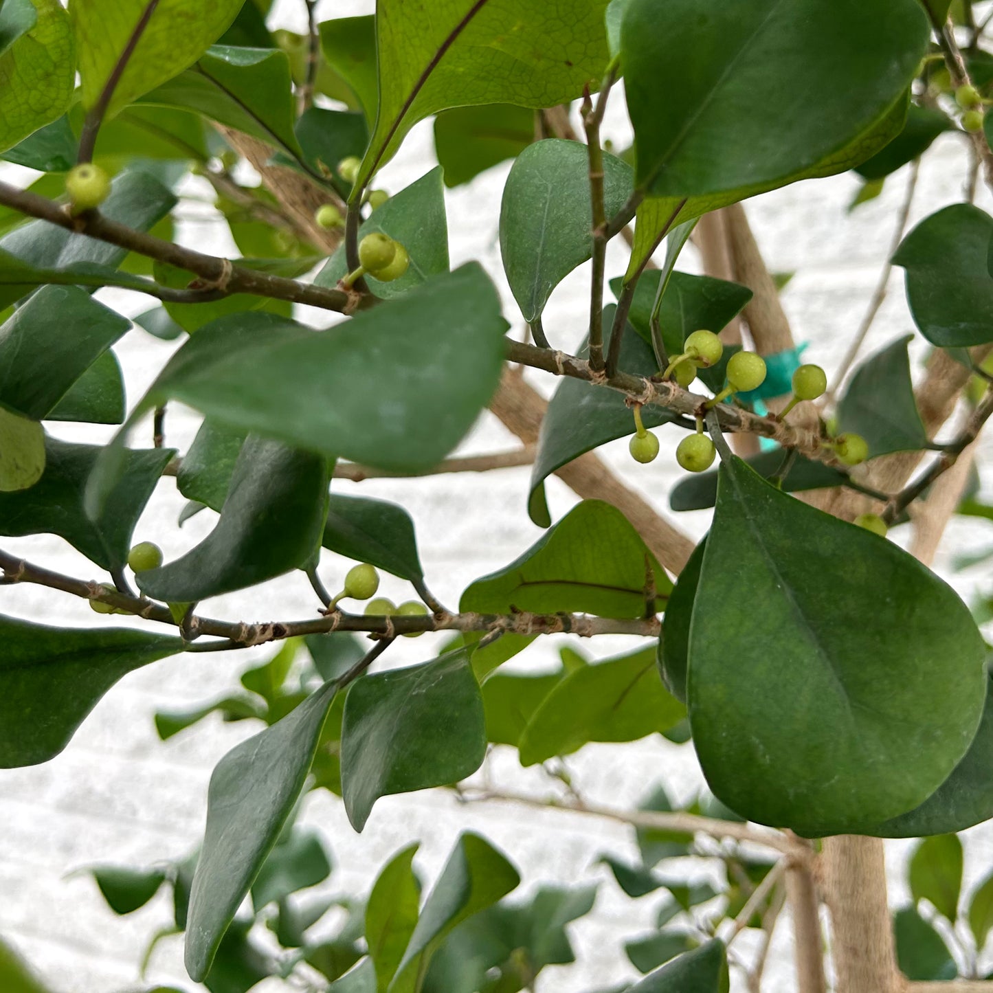 Natal Fig Bush (Ficus natalensis) approximately 5ft +in 10” pot