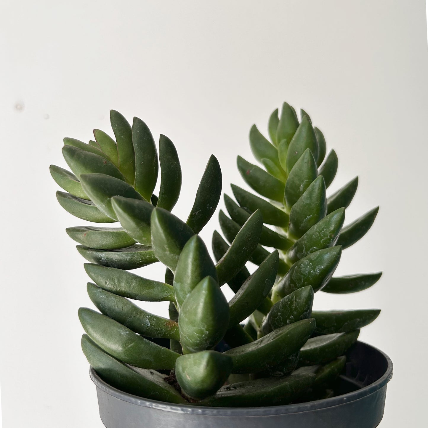 Crassula Capitella “Benjamina” 5” pot