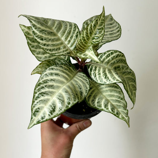 Aphelandra “Snowflake” 4" pot