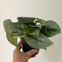 Load image into Gallery viewer, Scindapsus Pictus “Silvery Anne” 4” pot
