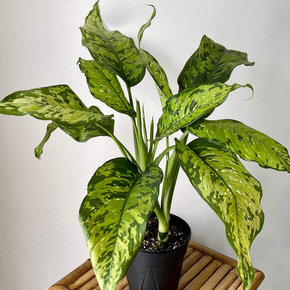 Dieffenbachia Crocodile Variegated 6” pot House of Plants