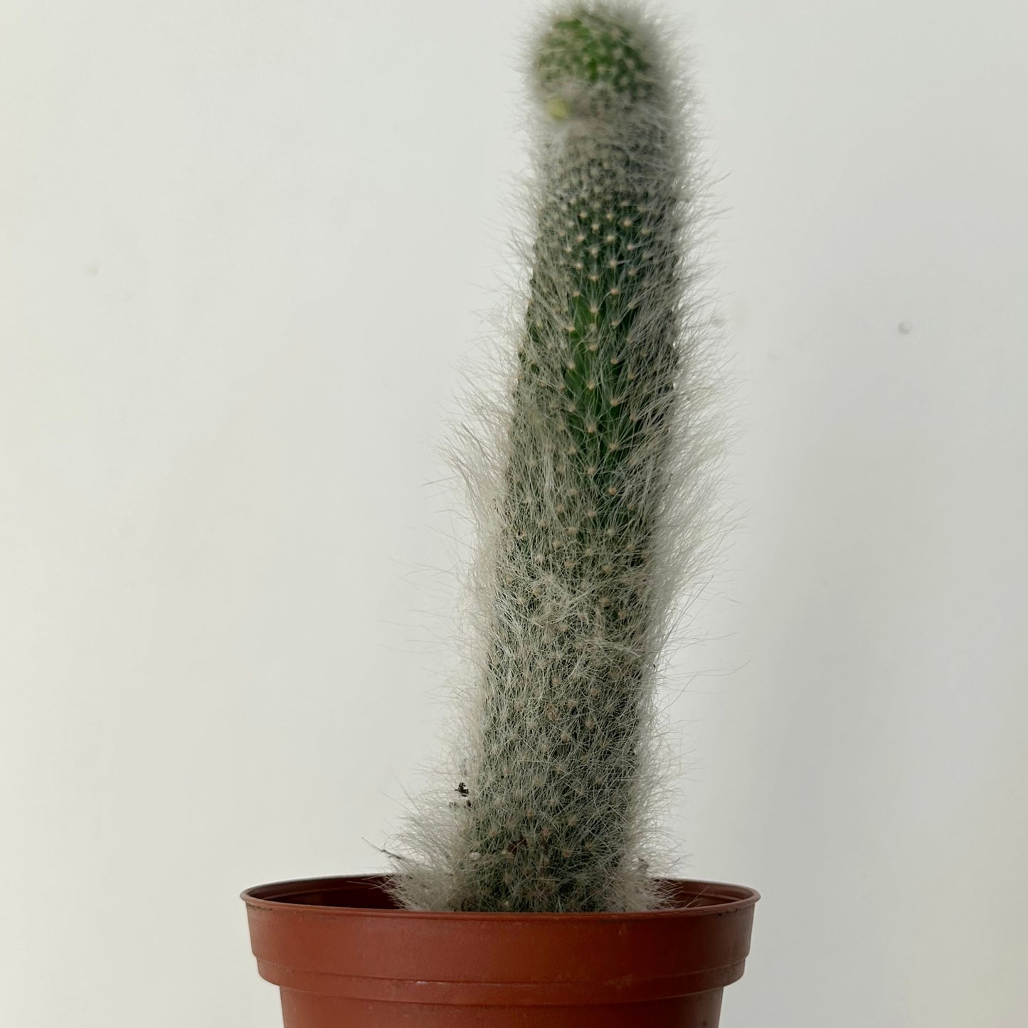 Monkey Tail Cactus (Cleistocactus colademononis) 2.5” pot