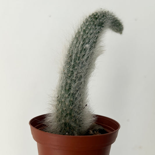 Monkey Tail Cactus (Cleistocactus colademononis) 2.5” pot