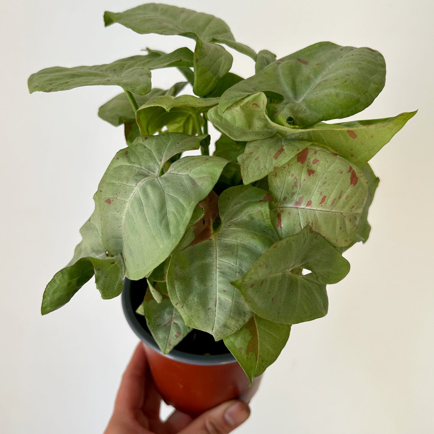 Syngonium “Milk Confetti” 4”pot