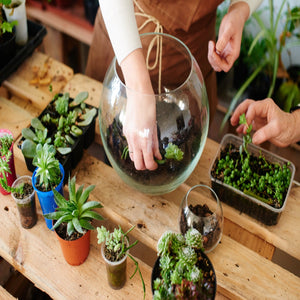ONLINE EXCLUSIVE PROMO 
DIY Terrarium kits X5  (plant + accents are included!)