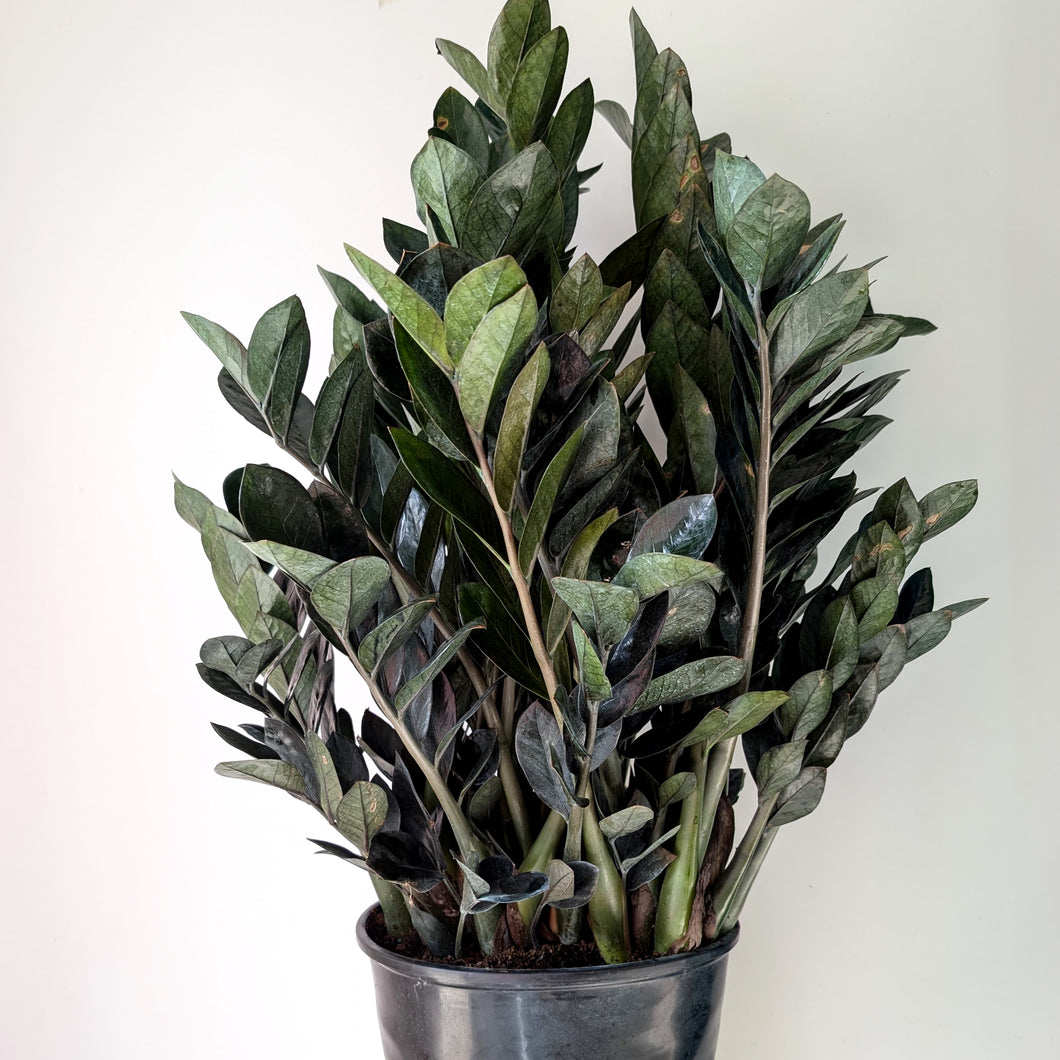 ZZ Dowon Dark (Zamioculcas zamiifolia) approximately 3ft ft tall in 12”pot