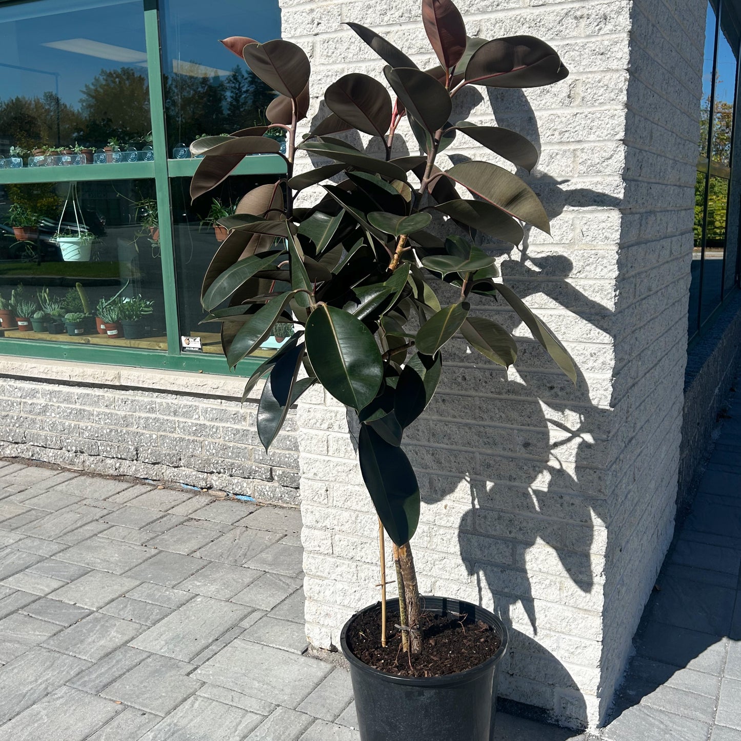 Burgundy Rubber Fig Tree (Ficus Elastica) approximately 5ft tall in 14”pot
