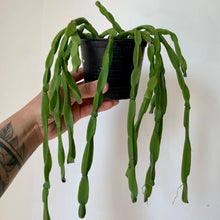 Load image into Gallery viewer, Rhipsalis Paradoxa 4.25” pot
