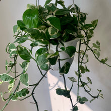 Load image into Gallery viewer, Pothos Pearl and Jade 8” Hanging Basket
