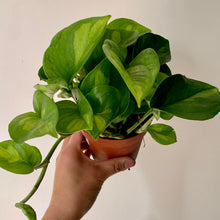 Load image into Gallery viewer, Pothos “Global Green” 4” pot
