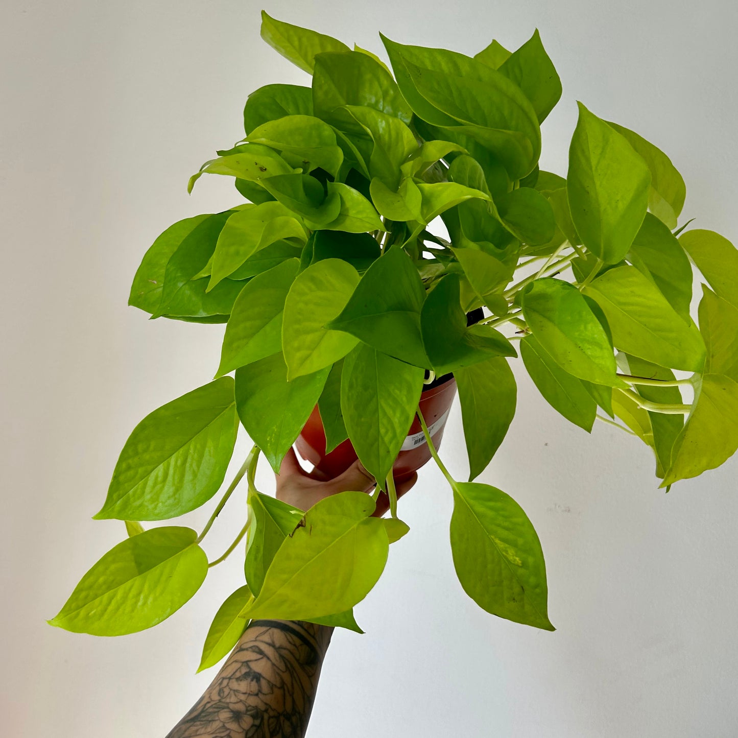 Neon Pothos 6” hanging basket