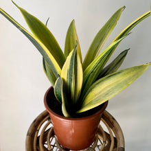 Load image into Gallery viewer, Sanseveria Larubia 6.5&quot; pot
