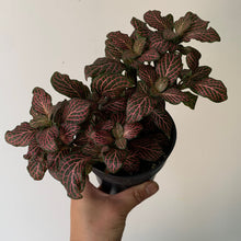 Load image into Gallery viewer, Nerve Plant (Fittonia) 4&quot;pot PINK
