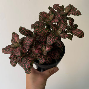 Nerve Plant (Fittonia) 4"pot PINK