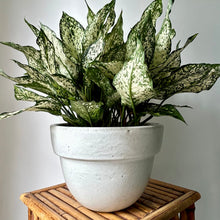 Load image into Gallery viewer, TALIA Shallow Planter 10”X7”
