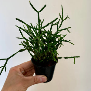 Bottle Cactus (hatiora salicornioides) 3" pot