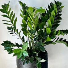 Load image into Gallery viewer, ZZ Plant (Zamioculcas Zamiifolia) approximately 3 ft tall in 8” pot
