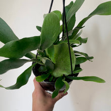 Load image into Gallery viewer, Staghorn Fern  (Platycerium Bifurcatum,) 5”hanging basket
