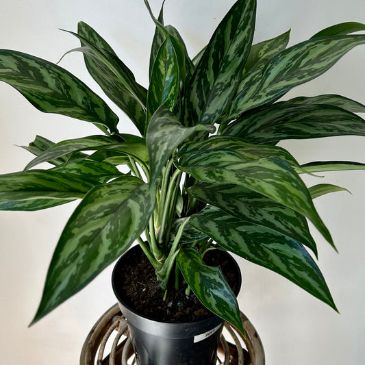 Aglaonema “Tigress" 6" pot