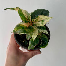 Load image into Gallery viewer, Ficus Shivereana Moonshine 3.5” pot
