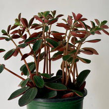Load image into Gallery viewer, Peperomia Verticillata “Red Log” 3.5”pot
