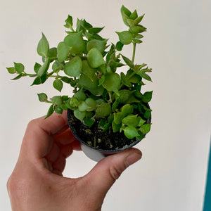 Dischidia “Million Hearts” Ruscifolia Green 2.5"pot