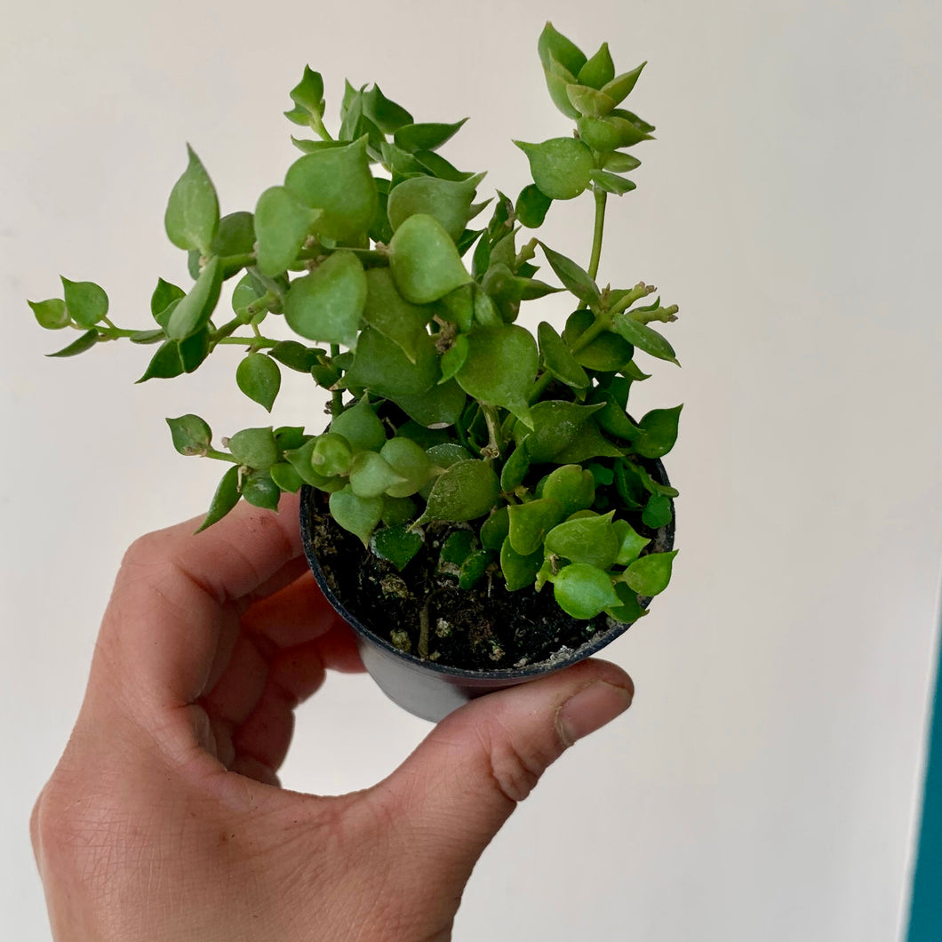 Dischidia “Million Hearts” Ruscifolia Green 2.5