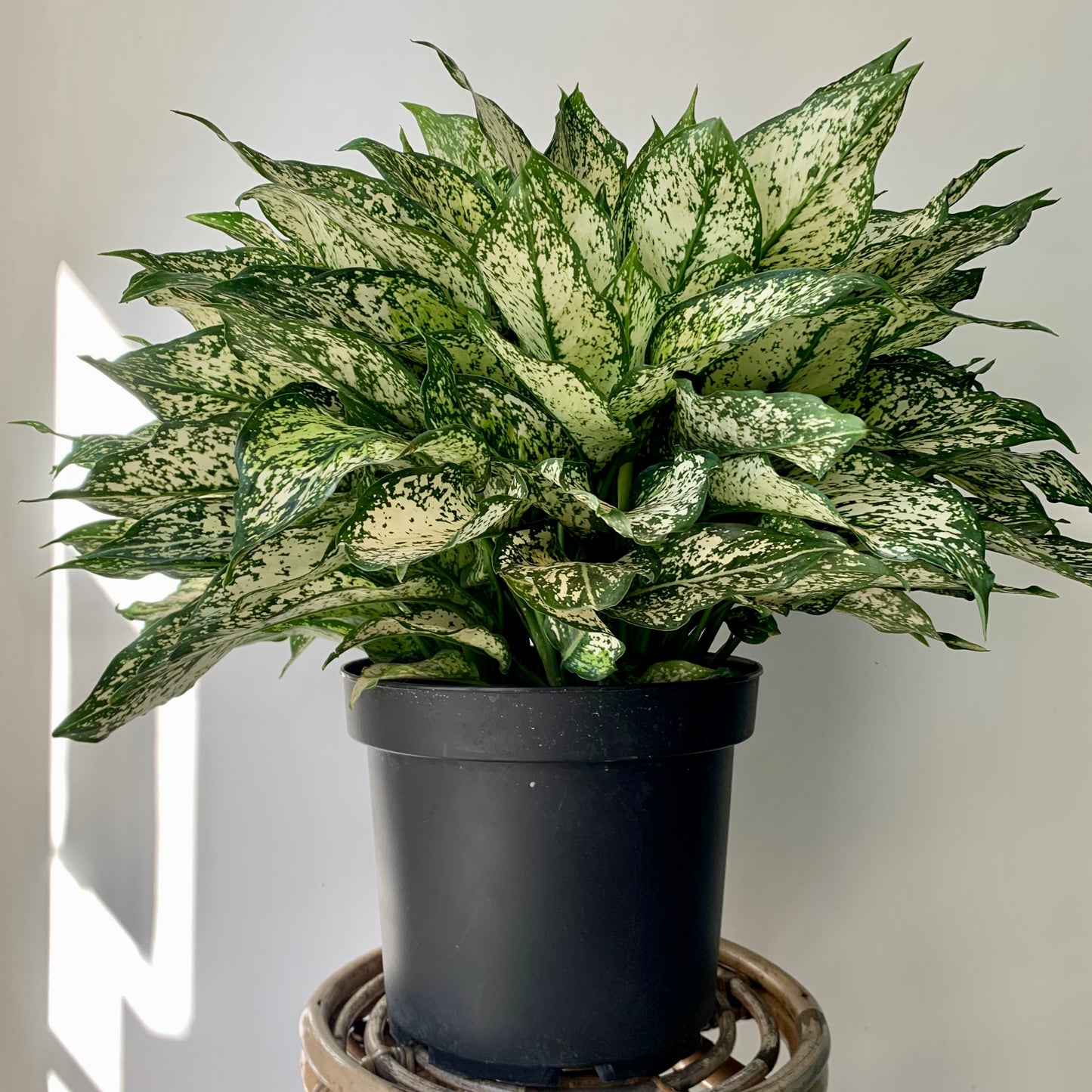 Aglaonema "Spring Snow" 10" pot