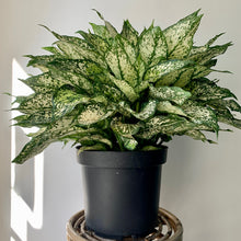 Load image into Gallery viewer, Aglaonema &quot;Spring Snow&quot; 10&quot; pot
