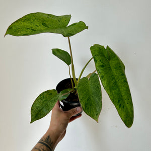 Philodendron "Paraiso Verde" 4"pot