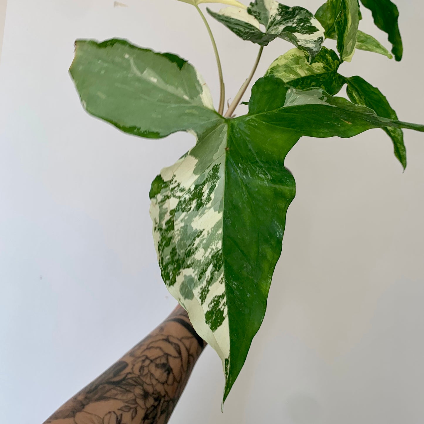 Variegated Syngonium Podophyllum Albo 6” pot