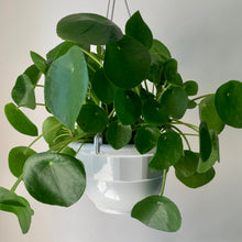 Load image into Gallery viewer, Chinese Money Plant (Pilea Peperomioides) 10” hanging basket
