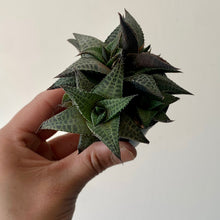 Load image into Gallery viewer, Haworthia &quot;Venosa&quot; 2.5” pot
