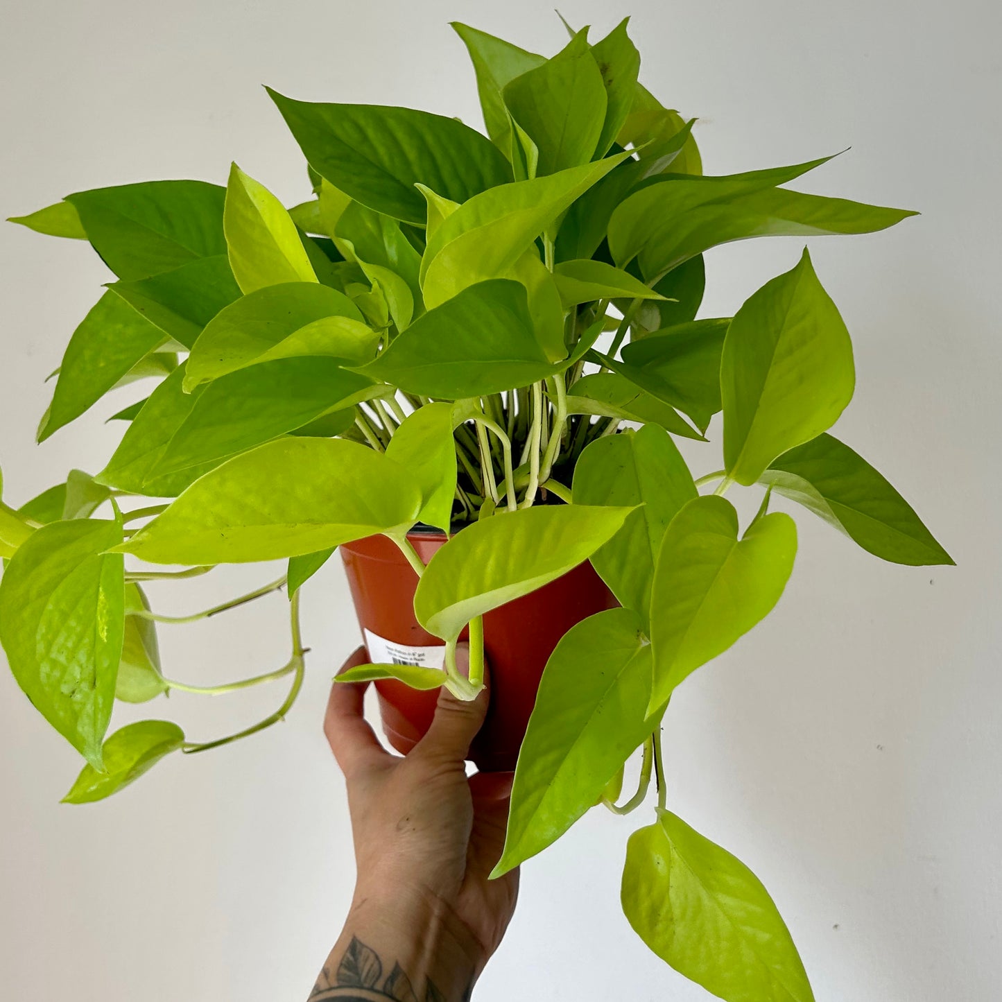 Neon Pothos 6” hanging basket
