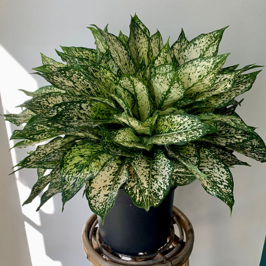 Aglaonema "Spring Snow" 10" pot