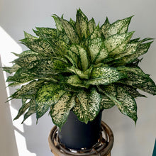 Load image into Gallery viewer, Aglaonema &quot;Spring Snow&quot; 10&quot; pot
