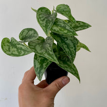 Load image into Gallery viewer, Scindapsus “Silver Lady&quot; 2.75&quot;’pot
