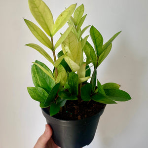 ZZ “Chameleon” 6” pot