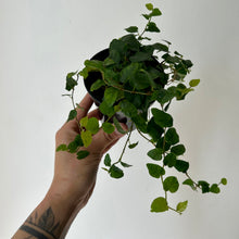 Load image into Gallery viewer, Creeping Fig (Ficus Repens) 3.5” pot
