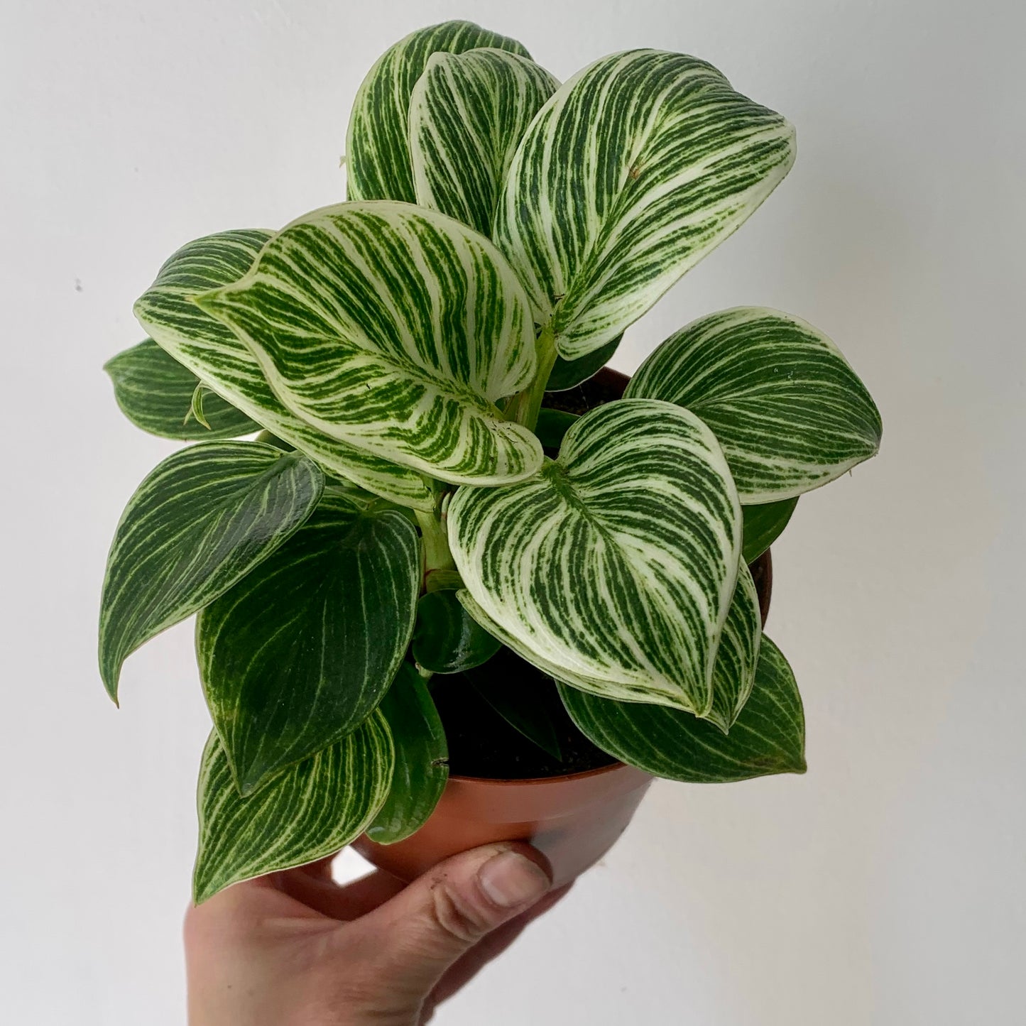 Philodendron “Birkin” 5” pot