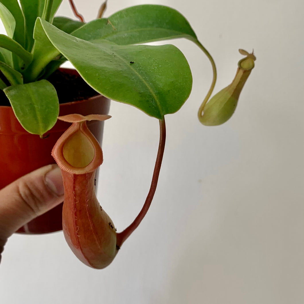 Pitcher Plant (Nepenthes), 3.25