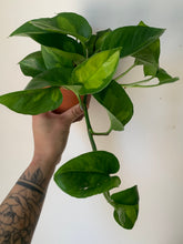 Load image into Gallery viewer, Pothos “Global Green” 4” pot
