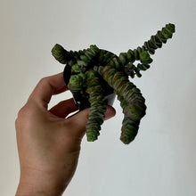 Load image into Gallery viewer, Jade Necklace (Crassula Marnieriana )2.5&quot; pot
