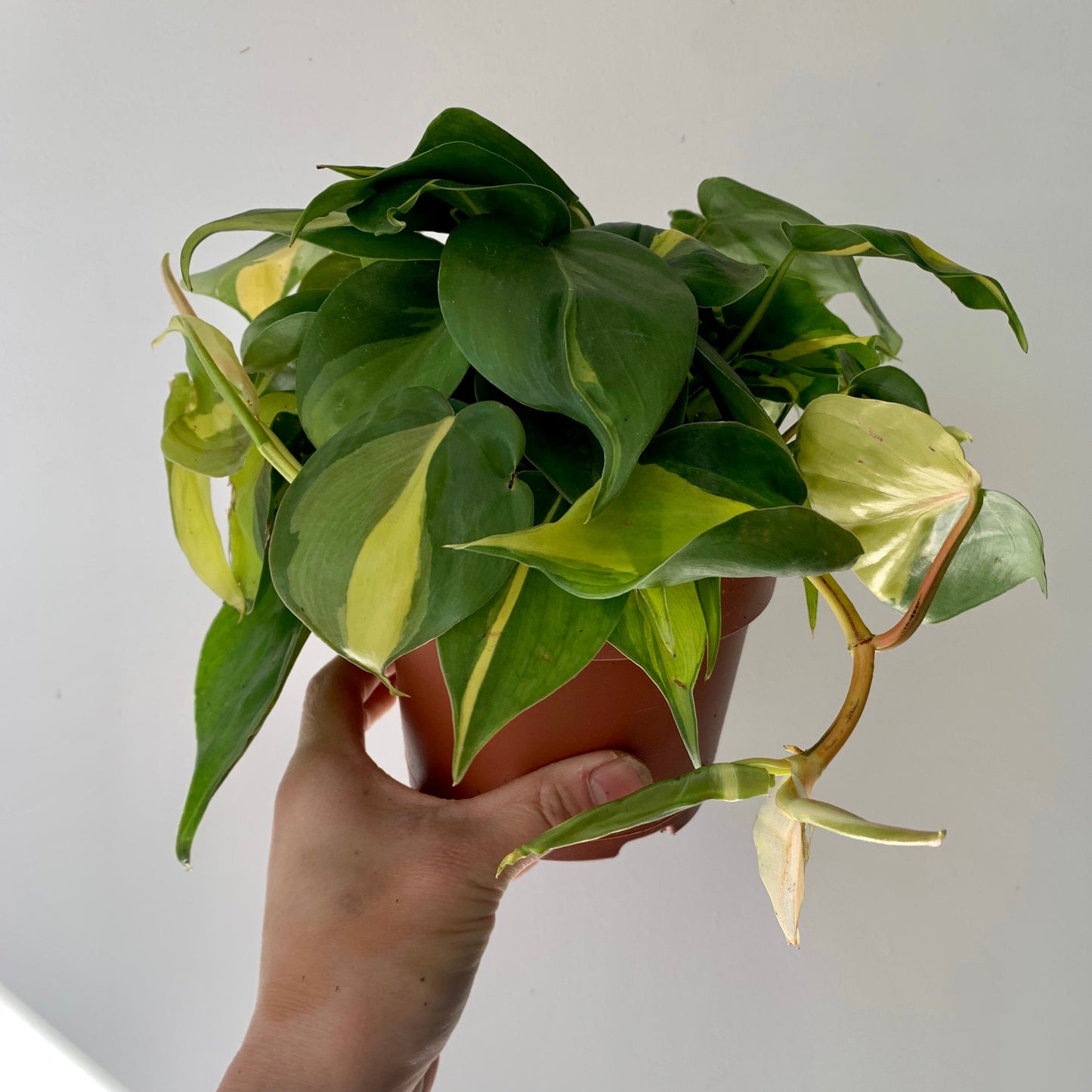 Philodendron  “Brazil” 4”pot