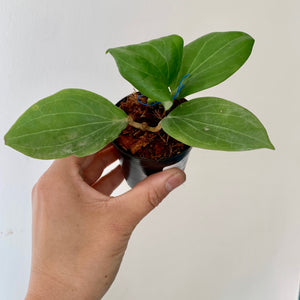 Hoya Hellwigiana 3" pot